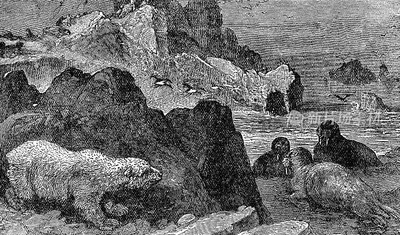 北极熊(Ursus Maritimus)在北极捕猎海象(Odobenus Rosmarus) - 19世纪